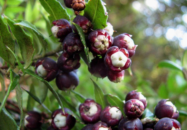 Imagen de cabecera de Un Baluarte Slow Food Chile: 