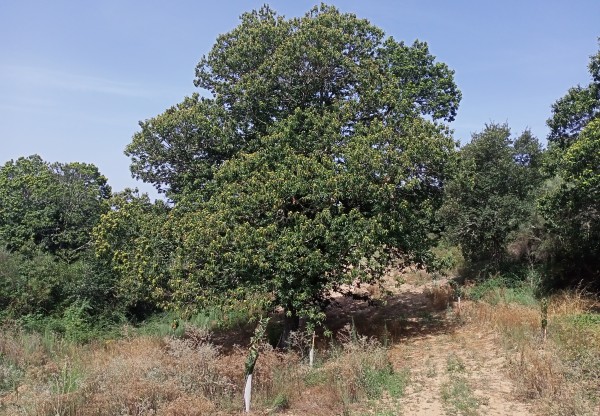 Imagen de cabecera de Tierras de Progo