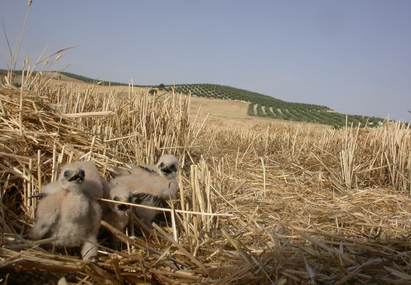 Imagen de cabecera de SALVAMENTO DE AGUILUCHO CENIZO EN JAÉN