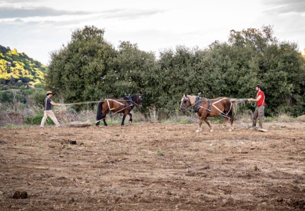 Imagen de cabecera de Recuperem espais agraris, amb tracció animal!