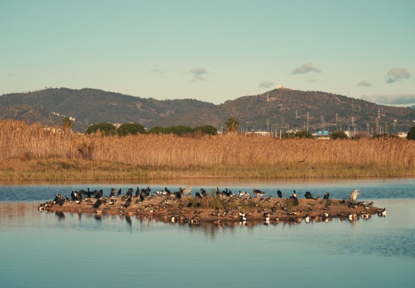 Imagen de cabecera de ¡Salvemos el delta del Llobregat! No a la ampliación del aeropuerto