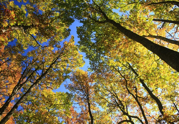 Imagen de cabecera de Nuestros bosques, nuestro futuro / Gure basoak, gure etorkizuna