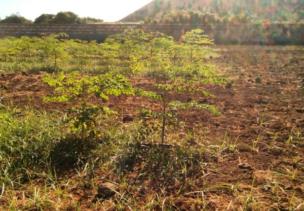 Imagen de cabecera de Moringa para el cambio global