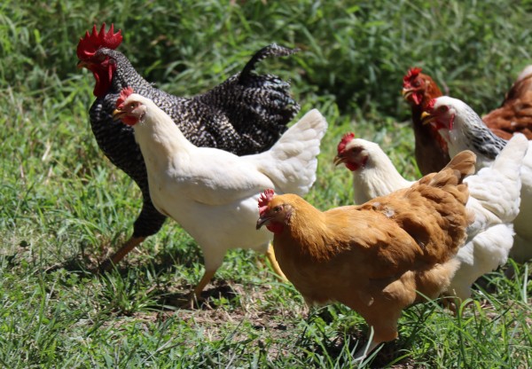 Imagen de cabecera de Gallinas Felices