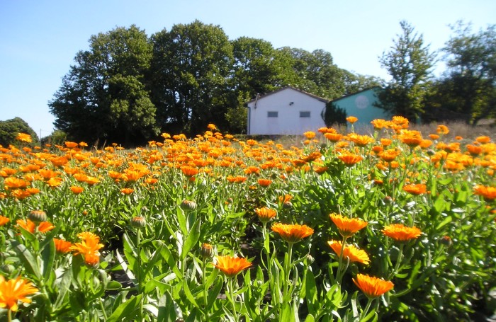 calendula.jpg