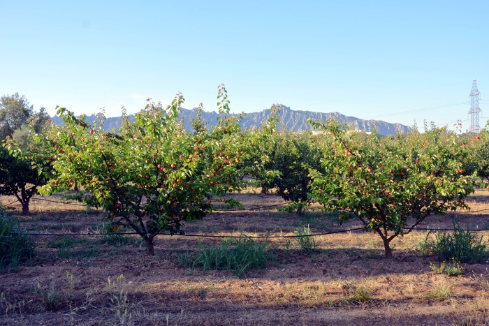 camp-d-albercoquers-amb-montserrat-al-fons-1-.jpg