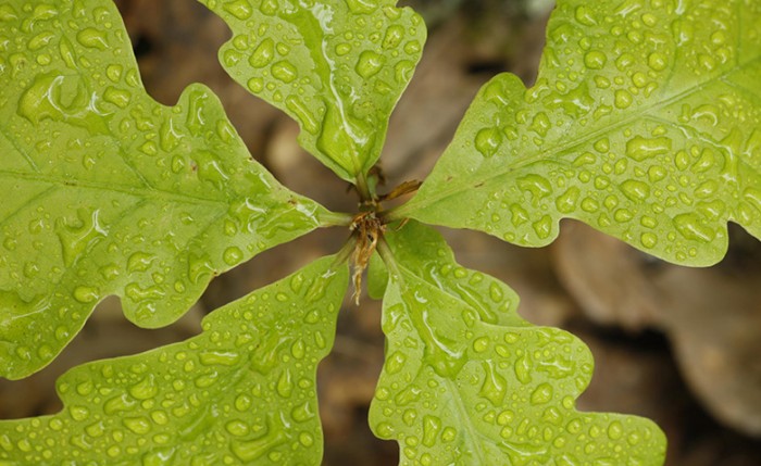 hoja-de-roble.jpg