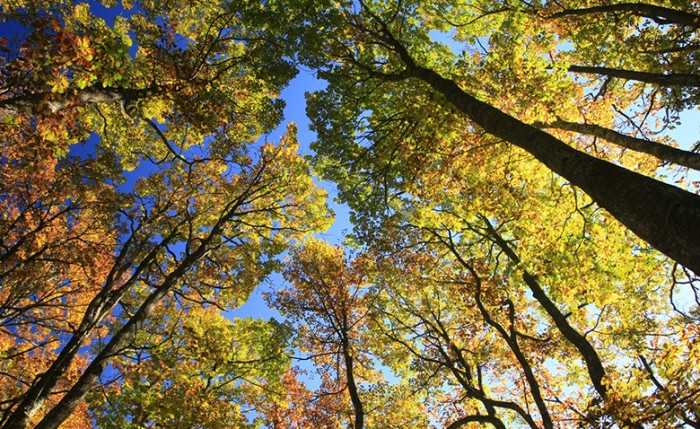 Nuestros bosques, nuestro futuro / Gure basoak, gure etorkizuna